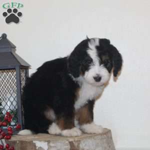 Skater, Bernedoodle Puppy